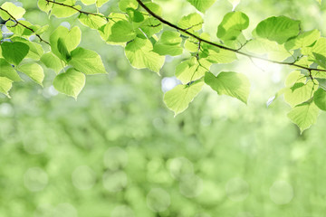 Fototapeta na wymiar green leaves background, tree branch with leaves and bright rays of the sun in summer, soft focus and bokeh effect, free space, blank for design