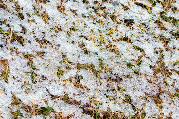 Withered grass covered with wet snow, winter background