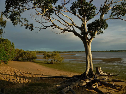 Gianbt gum tree on beach near Hervey Bay, Queensland, Australia