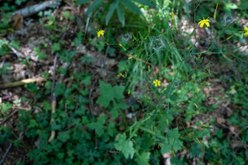 Fototapeta premium In the mountain