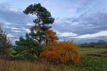 Obraz premium An Old Scots Pine with its damaged Branches foliage turning a deep golden Colour, set up on the top of the River Bank with Fields behind.