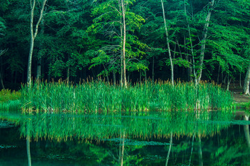 Obraz premium green lake in the forest