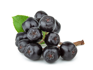 Aronia melanocarpa (black chokeberry) with leaves isolated on white background