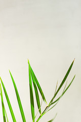Fototapeta premium Palm leaves template, tropical summer background with a space for text