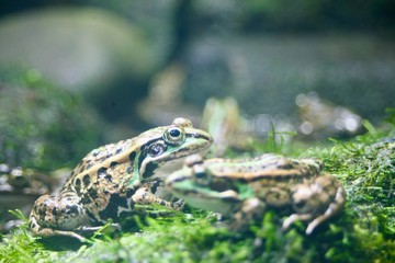 カエル