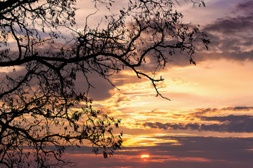 Dark tree branch on a background of dramatic sky during sunset