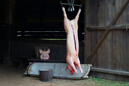 Pig slaughter (zabijacka), traditional feast event in Czech Republic, belly cut pig hanging on hooks with head down to catch blood