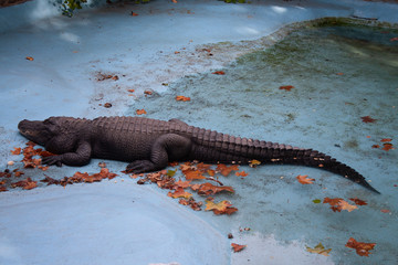 World's oldest captive alligator in Belgrade zoo, Serbia.