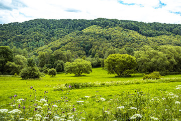 Fototapeta na wymiar Landscape with green meadow