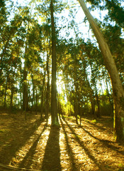
forests, trees and pines of southern Chile