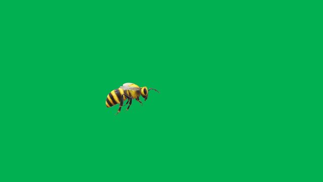 Flying honey bee motion graphics with green screen background