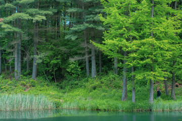 Fototapeta premium Azure lake in the middle of the forest