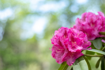 Azalea blooming in the garden