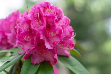 Azalea blooming in the garden