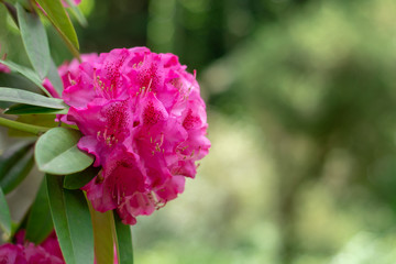 Azalea blooming in the garden