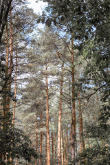 Moody forest with pine trees