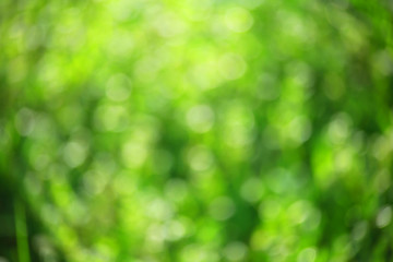 green bokeh abstract background