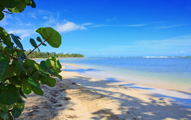 Caribbean sea and tree branch .Travel background.