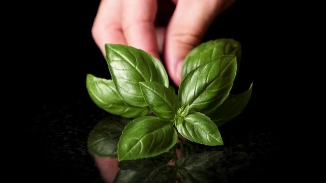 Close up shot of hand picking up fresh herb basil in slow motion in professional studio 