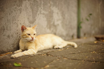 cute yellow cat rest in summer near old stone fence