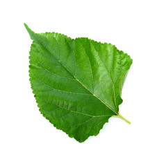 Fototapeta premium Mulberry leaf on white background.