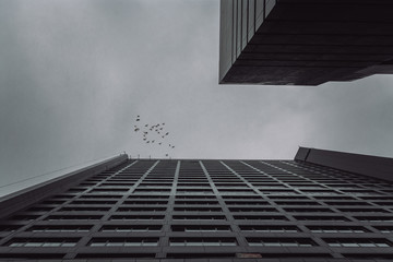 skyscrapers pointing upward with birds flying, wide angle