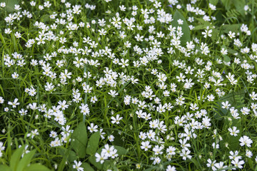 Many white flowers among the grass like chamomile