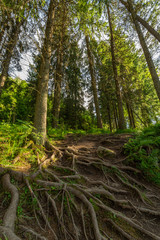 Fototapeta premium Pine forest in the morning. Vertical image.