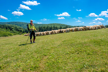 Fototapeta na wymiar Senior man hiking in high mountains with flock of sheep in the background