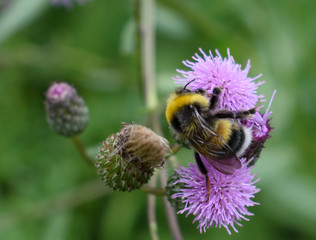 bumblebee climbing