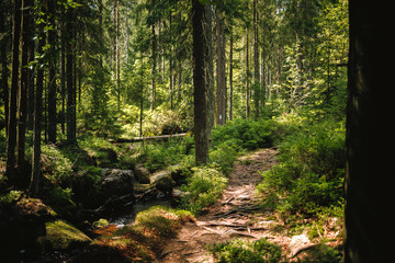 water of the river Weißer Main flows through a creek bed with stones in the Fichtelgebirge