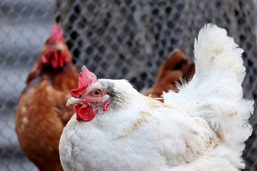 Chickens on the farm, poultry concept. Angry white hen looking at camera