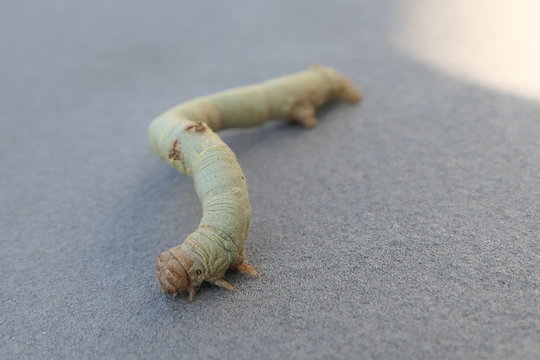 Raupe des Birkenspanners