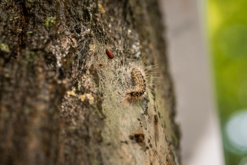 Oak processionary caterpillars are a health hazard for humans and pets
