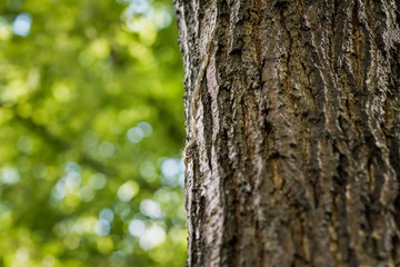 Obraz premium A nose-to-tail procession of processionary caterpillars on tree trunk