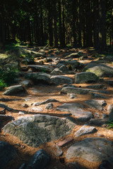 Closeup shot of big rocks in the middle of the woods on a pathway