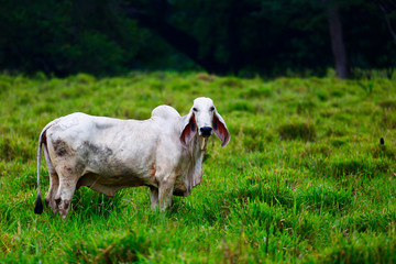 Brahman cow in Costa Rica.