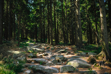 Closeup shot of big rocks in the middle of the woods on a pathway