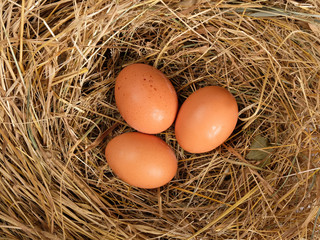 brown fresh eggs in straw top view, chicken eggs in the nest