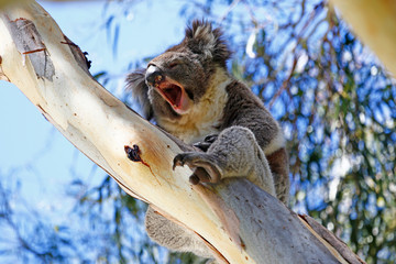 Wild koala yawning in a Eucalyptus tree, taken Cleland Wildlife Park, Australia.