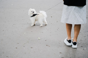 white dog playing with ball