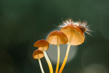 Muhrooms and Caterpillar