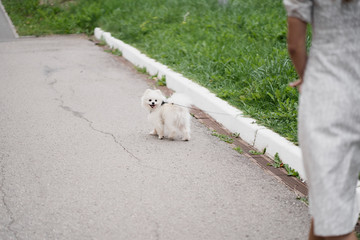 white dog walking on the street