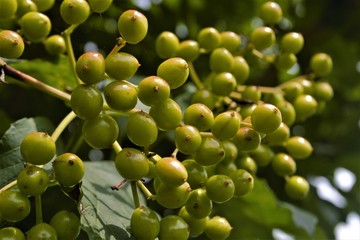 
underripe viburnum berries
