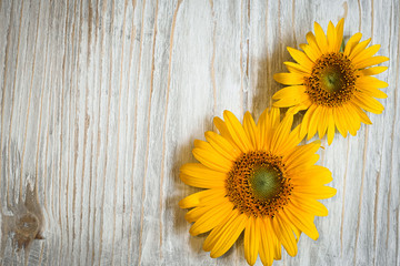 yellow sunflower flowers on a white wooden background