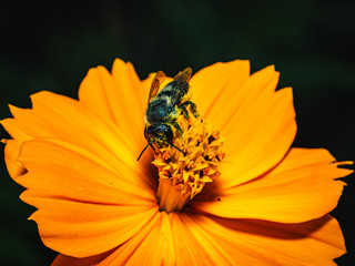 bee on yellow flower