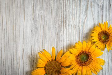 yellow sunflower flowers on a white wooden background