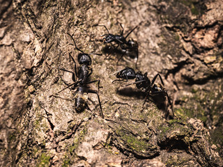 black ant colony on the ground