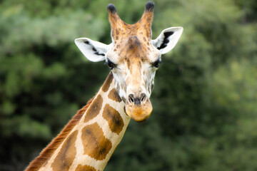 portrait of a giraffe
