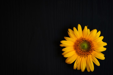 yellow sunflower flower on a dark background